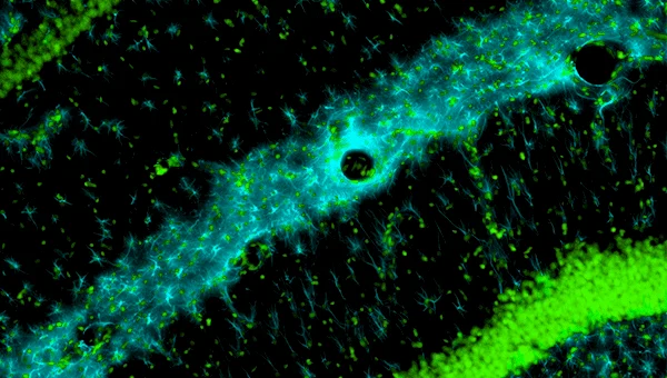 Experimental Methods in Systems Biology オンライン講座
