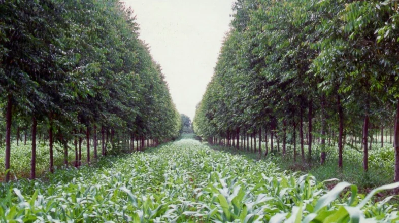 Agroforestry IV: Climate, Carbon Storage and Agroforestry オンライン講座
